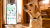 Find other pets in your neighborhood.png