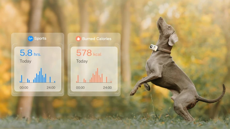 Monitor and record your pet’s daily exercise.jpg