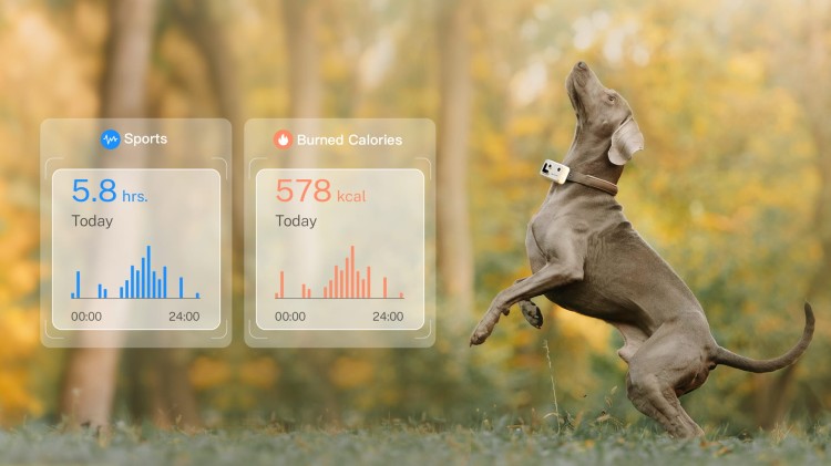 Monitor and record your pet’s daily exercise.jpg